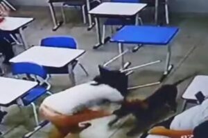 Cachorro-ataca-menina-de-12-anos-dentro-da-sala-de-aula