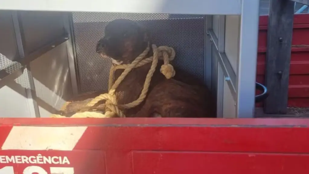 Cachorro-que-atacou-menina-de-12-anos-dentro-de-sala-de-aula-em-Mineiros-Goias