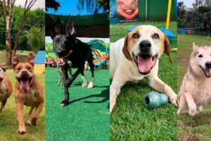 Cinco cachorros esperam há mais de dez anos para adoção na ALPA