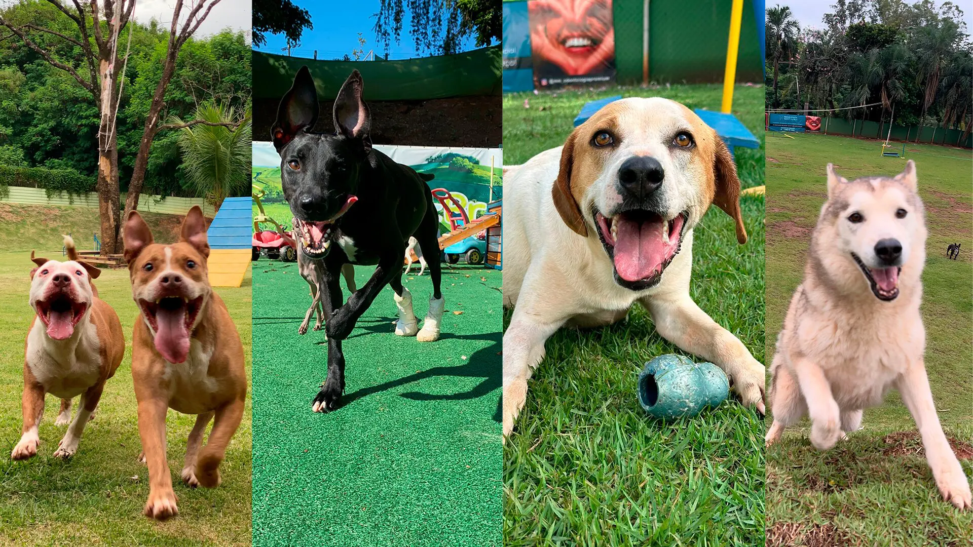 Cinco cachorros esperam há mais de dez anos para adoção na ALPA
