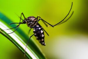 Descubra-as-diferencas-entre-o-mosquito-transmissor-da-dengue-e-o-pernilongo