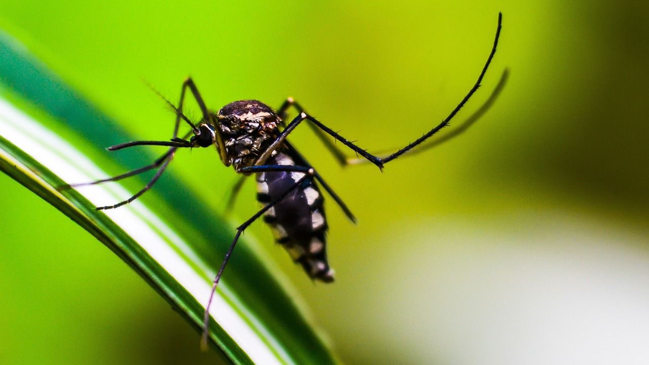 Descubra-as-diferencas-entre-o-mosquito-transmissor-da-dengue-e-o-pernilongo