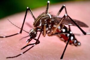 Limeira-confirma-terceira-morte-por-dengue