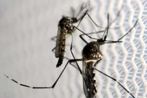 Secretaria de Saúde atualiza números sobre a dengue, em Limeira