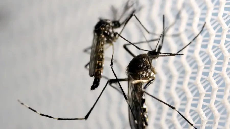 Secretaria de Saúde atualiza números sobre a dengue, em Limeira