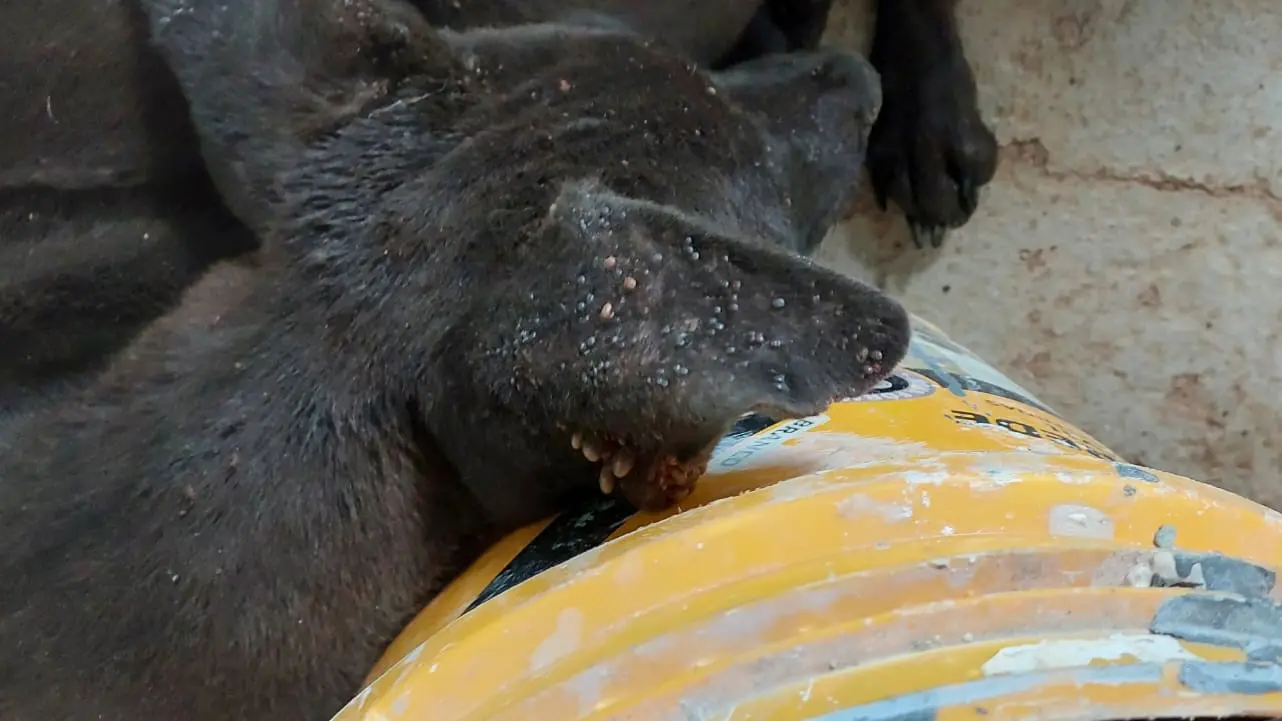 Tutor é multado em R$9 mil por maus-tratos a três cachorros em Limeira2