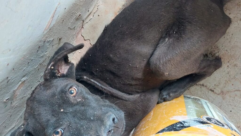 Tutor é multado em R$9 mil por maus-tratos a três cachorros em Limeira4