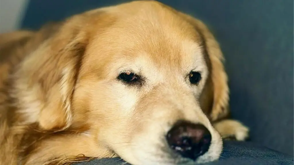 o-golden-retriever-joca