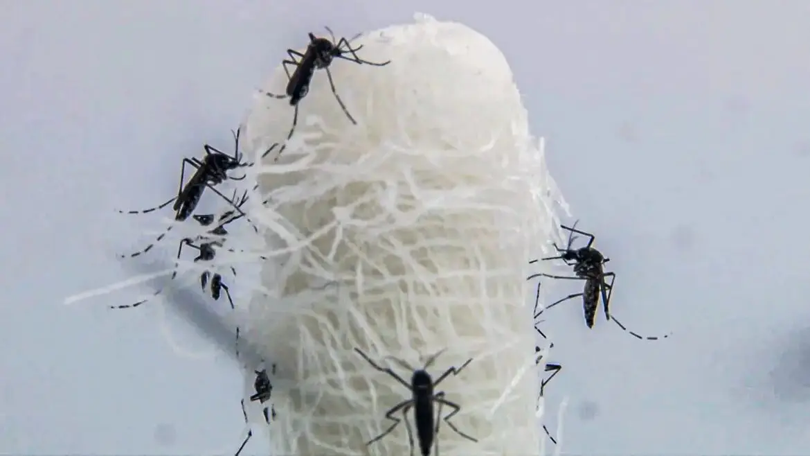 Brasil ultrapassa 5 milhões de casos prováveis de dengue