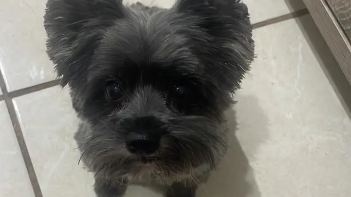 Cachorro-desaparece-no-Jd.-Pompeu-e-familia-pede-ajuda-para-encontra-lo