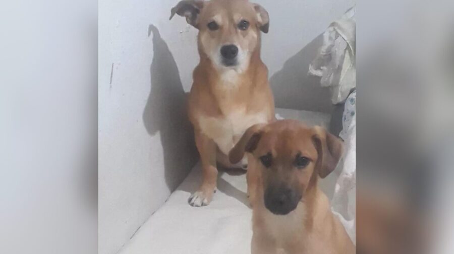 Família procura por cães desaparecidos na Vila Queiroz, em Limeira
