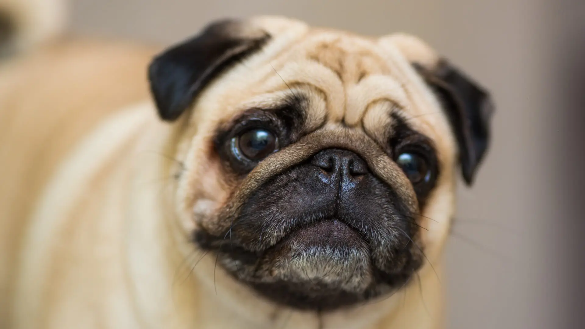 Câmara aprova oferta de transporte de animais domésticos nas cabines de aviões