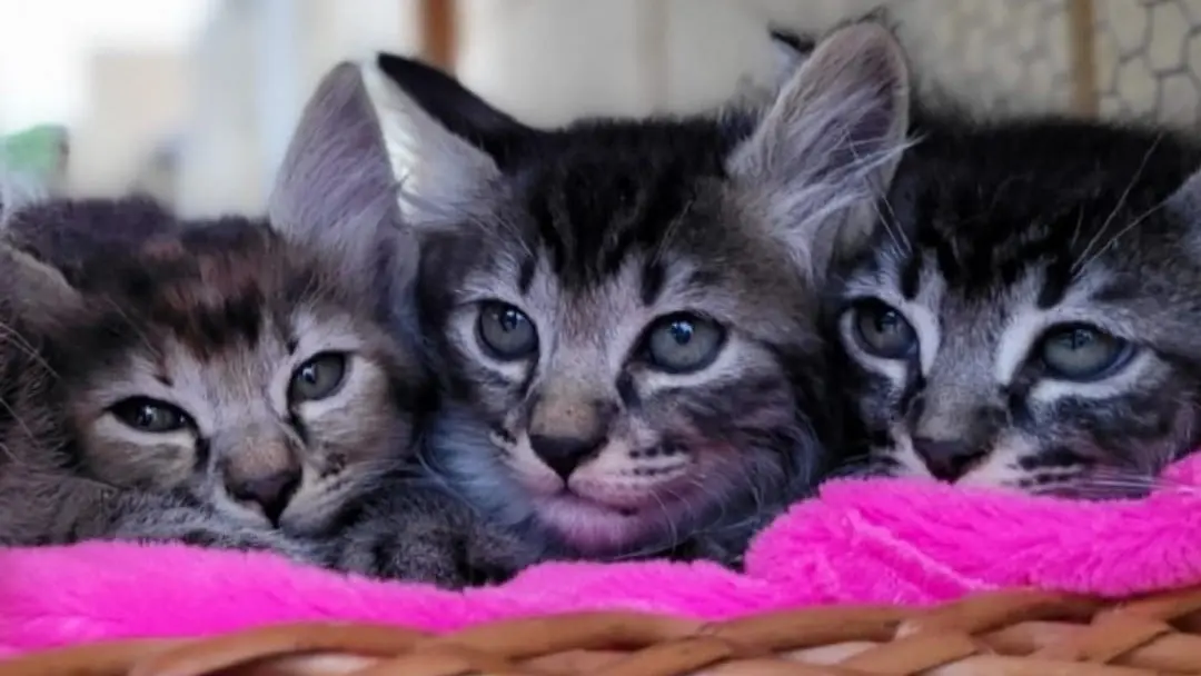 Evento-de-adocao-acontece-neste-sabado-25-no-Lar-Temporario-de-Animais