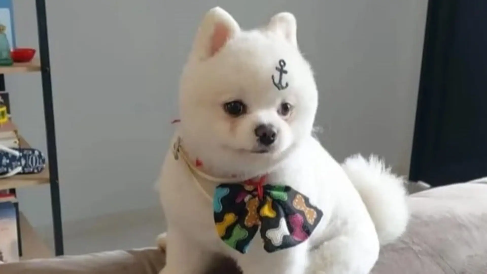 Limeira tutora recupera cachorrinho Nick