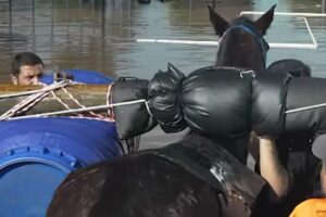 Mais-de-10-mil-animais-ja-foram-resgatados-das-enchentes-do-RS