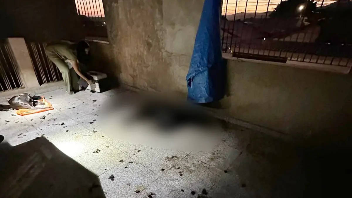 PM encontra cachorro morto e outro debilitado em casa no Abílio Pedro; mulher foi presa 1