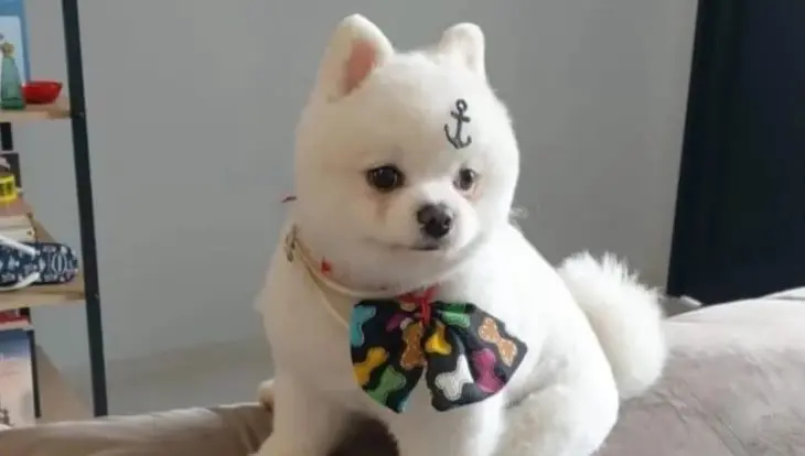 Tutora-pede-ajuda-para-localizar-cachorro-que-desapareceu-apos-ser-perseguido-por-dupla-em-moto