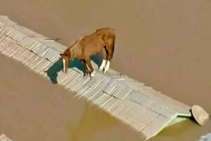 VÍDEO cavalo fica ilhado em cima do telhado de casa no Rio Grande do Sul