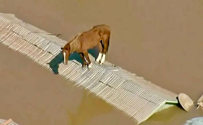 VÍDEO cavalo fica ilhado em cima do telhado de casa no Rio Grande do Sul