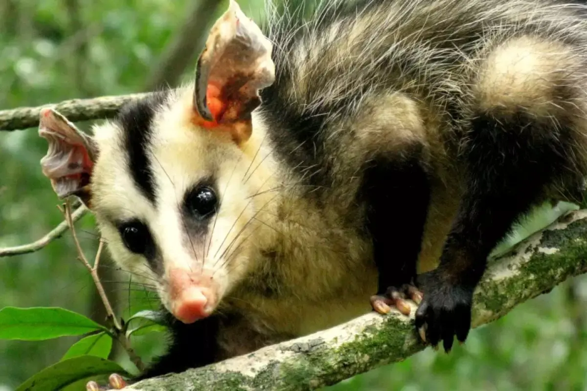 gamba sarue raposinha