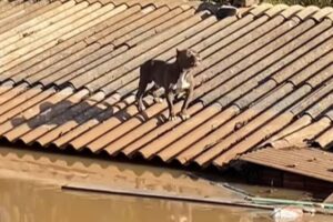 pitbull-ficou-seis-dias-no-telhado-de-casa-após-enchente-no-rs
