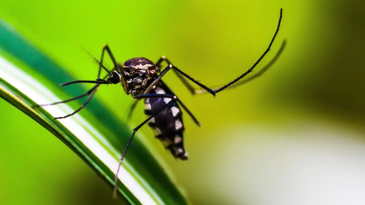 Brasil-se-aproxima-de-6-milhoes-de-casos-e-4-mil-mortes-por-dengue