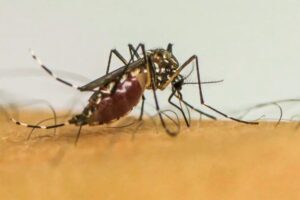 Com-63-milhoes-de-casos-provaveis-Brasil-lidera-ranking-de-dengue