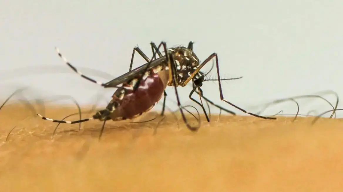 Com-63-milhoes-de-casos-provaveis-Brasil-lidera-ranking-de-dengue