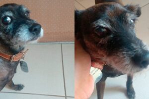 Tutor encontra cachorra após 6 meses desaparecida em Limeira