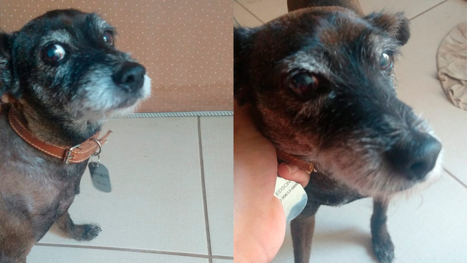 Tutor encontra cachorra após 6 meses desaparecida em Limeira