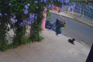 Video-flagra-cachorro-sendo-agredido-por-homem-no-Ouro-Verde-em-Limeira