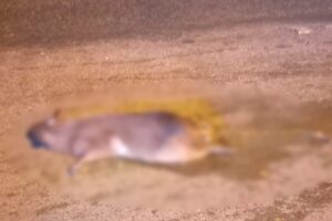 Capivara morre após ser atropelada na Rodovia Limeira-Cordeirópolis