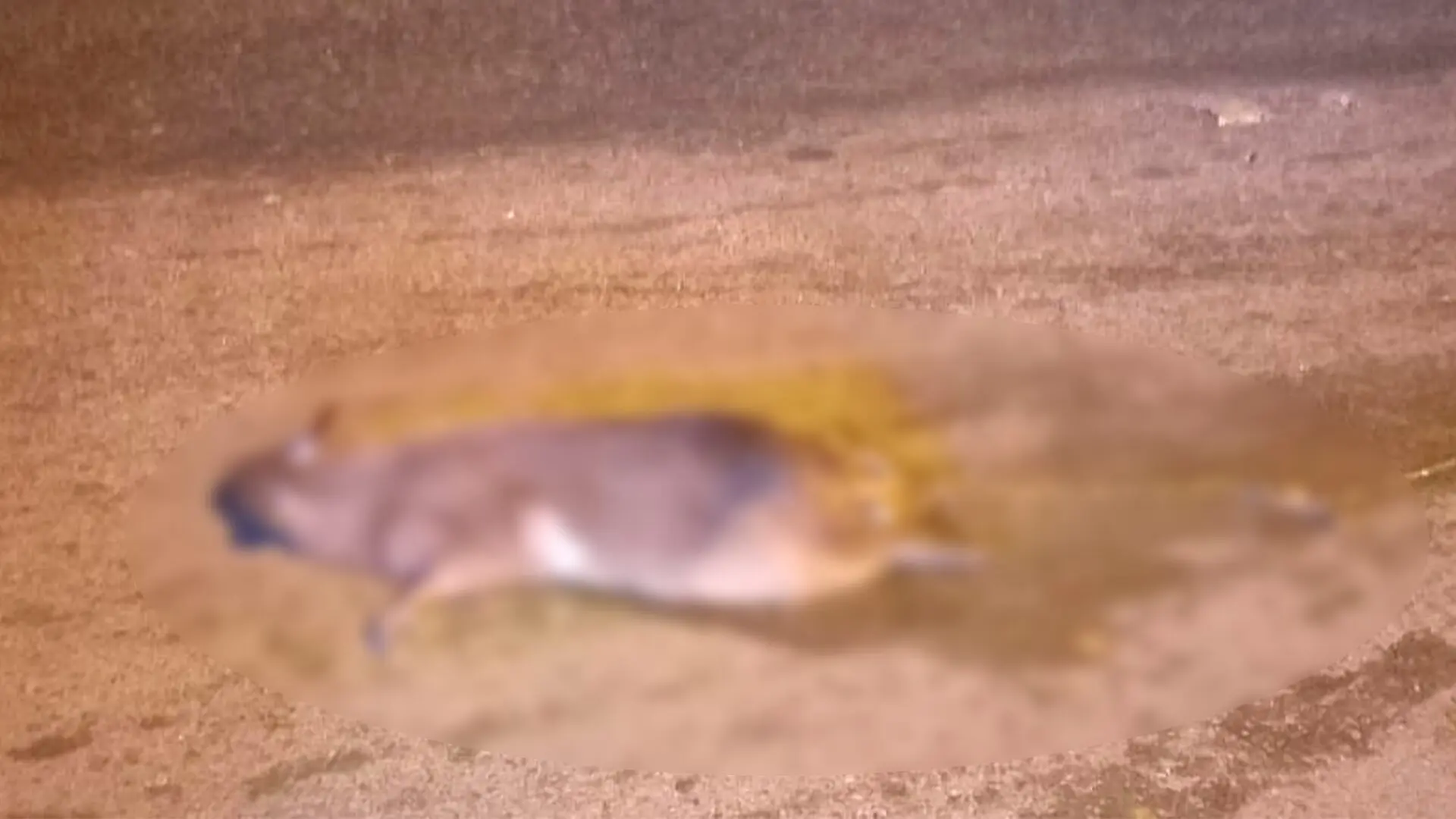 Capivara morre após ser atropelada na Rodovia Limeira-Cordeirópolis