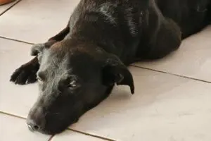 Cachorro-Thor-2