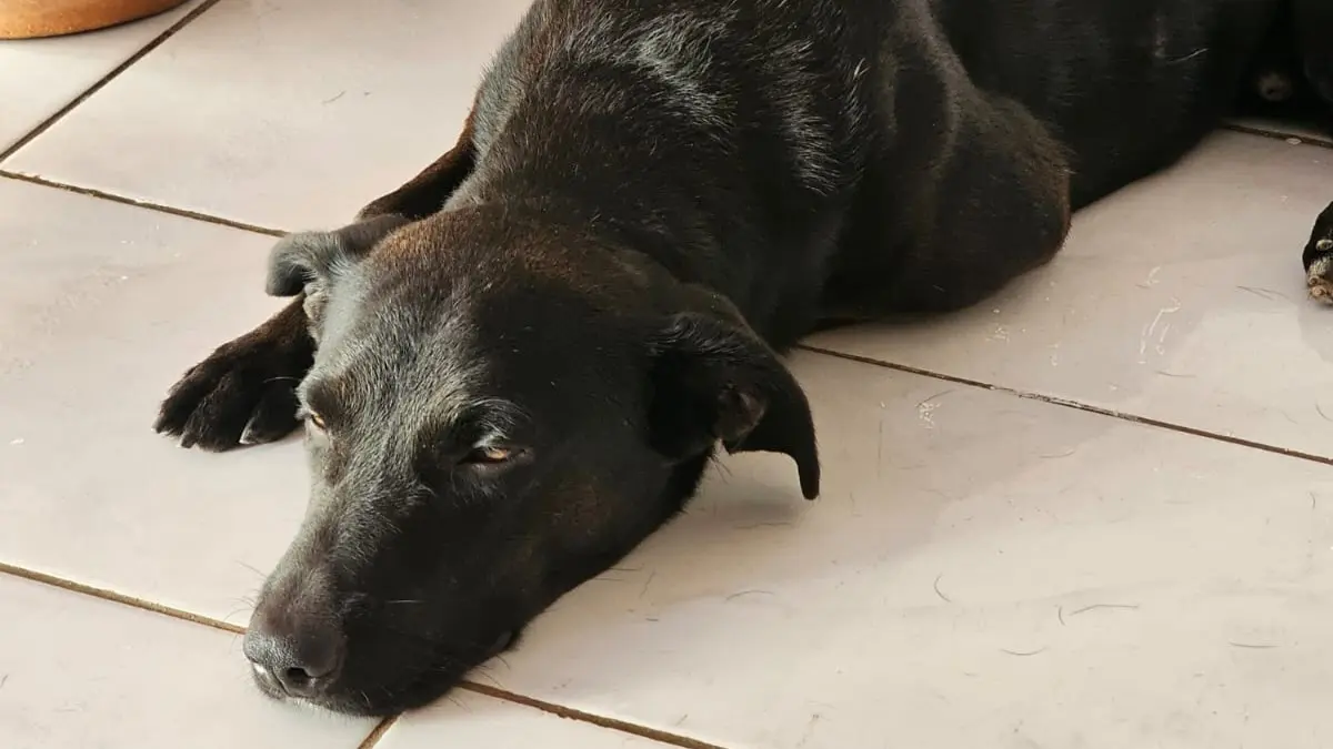 Cachorro-Thor-2