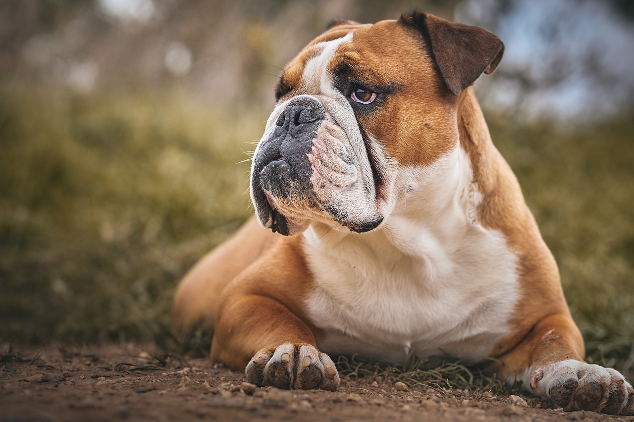 Castração gratutita de cães e gatos é neste domingo (28) em Limeira