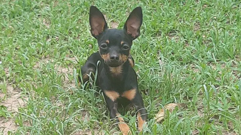 Familia-pede-ajuda-para-encontrar-cachorro-que-desapareceu-no-Jd.-Ipanema