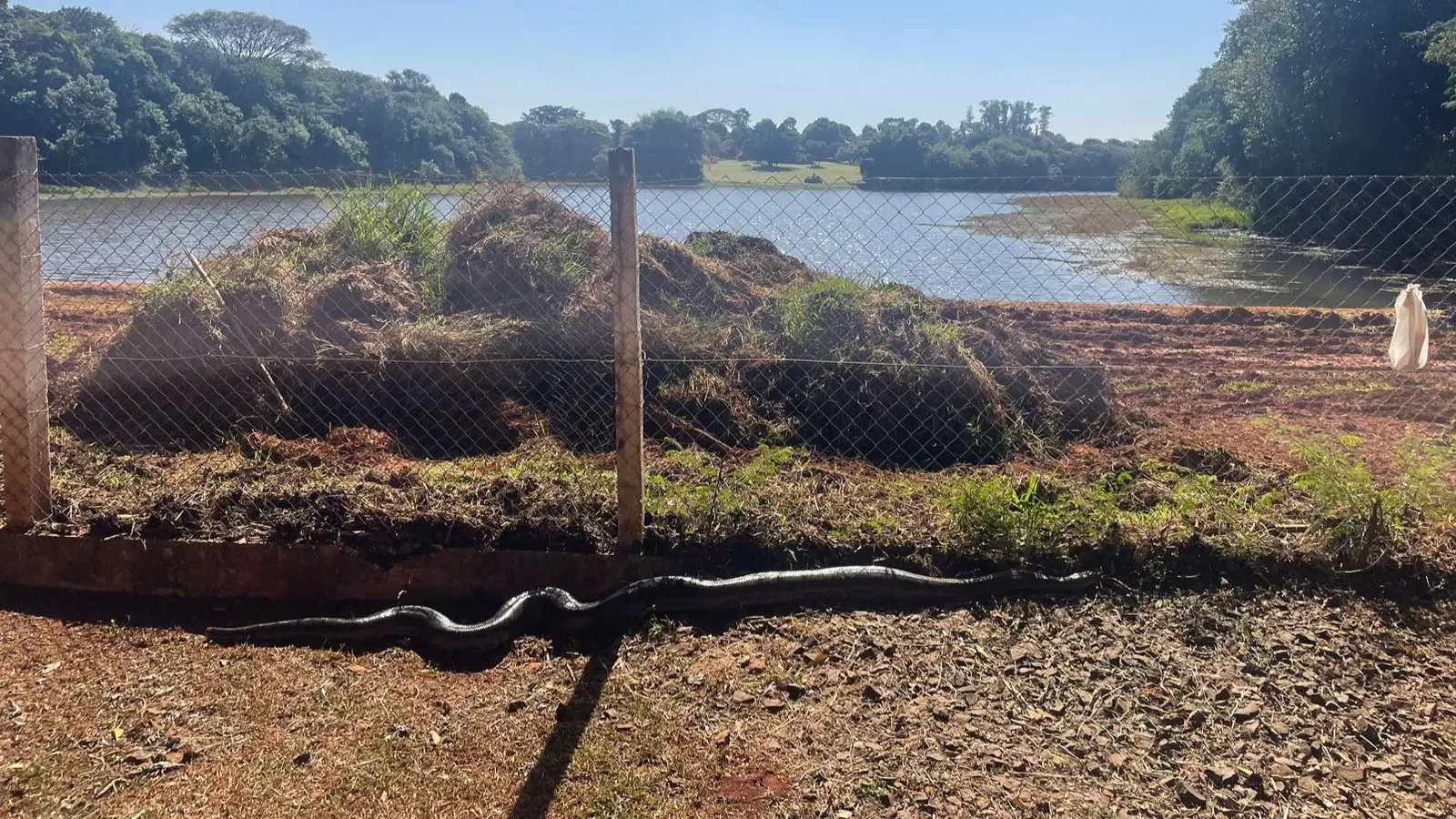 Filhote-de-Sucuri-e-encontrado-as-margens-de-represa-em-Cordeiropolis