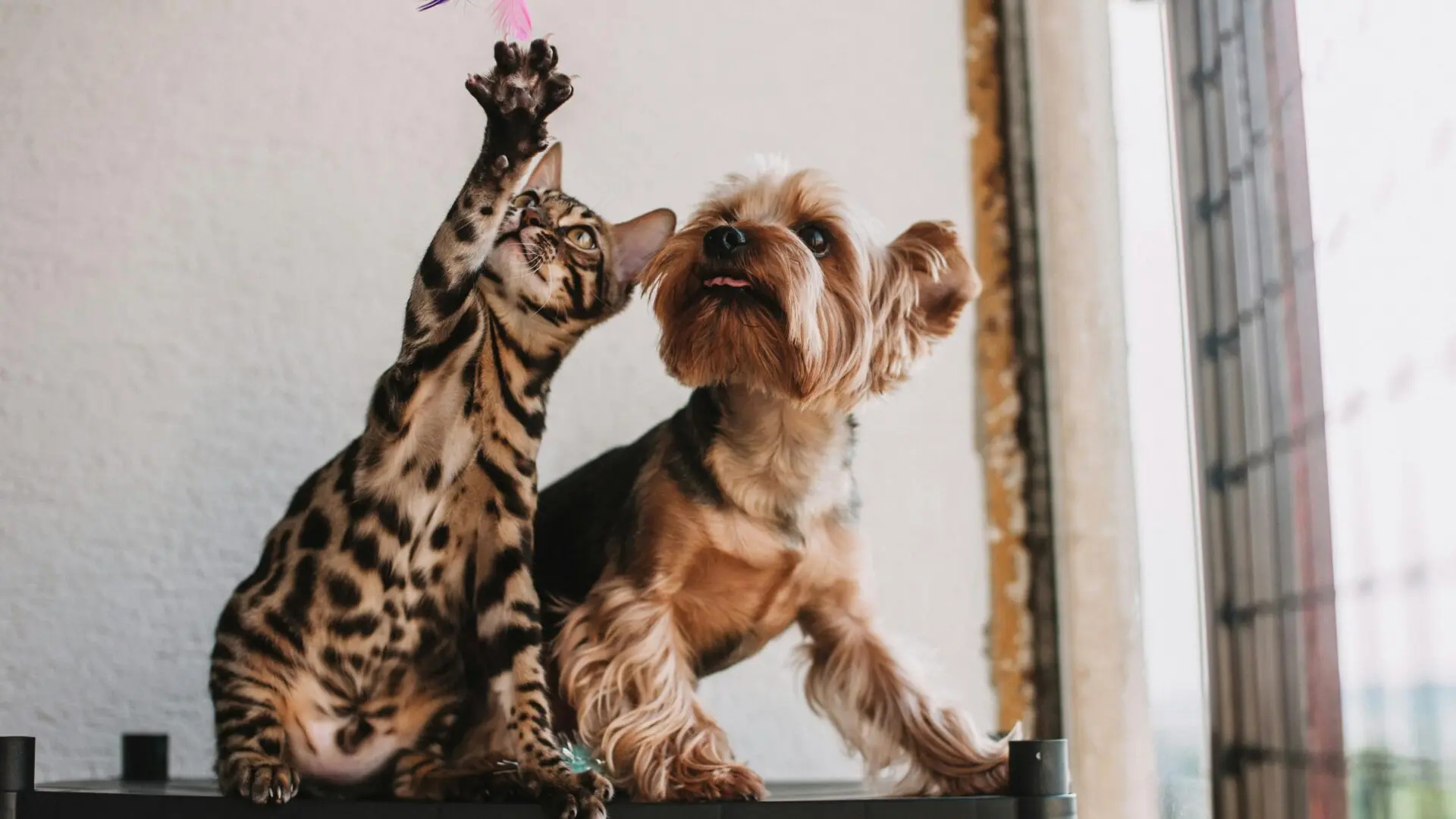 Governador-sanciona-lei-para-garantir-bem-estar-de-caes-e-gatos-no-estado