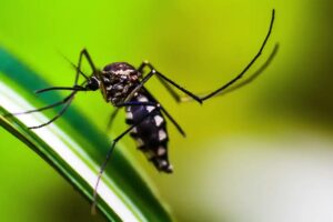 Limeira-registra-mais-duas-mortes-por-dengue