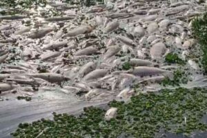 Morte-de-tres-toneladas-de-peixes-no-Rio-Piracicaba-e-investigada