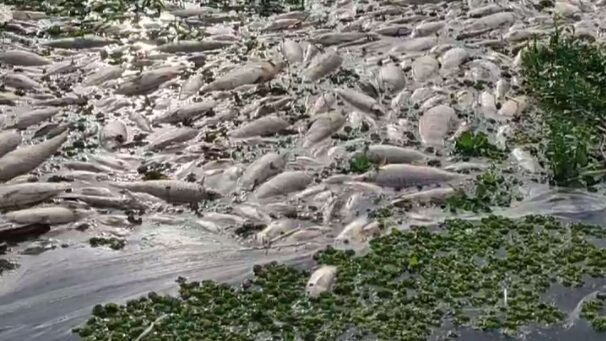 Morte-de-tres-toneladas-de-peixes-no-Rio-Piracicaba-e-investigada