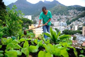 Nova-lei-pretende-estimular-a-producao-de-alimentos-nas-cidades