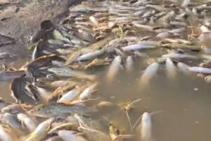 rio Piracicaba amanhece com milhares de peixes mortos e agonizando
