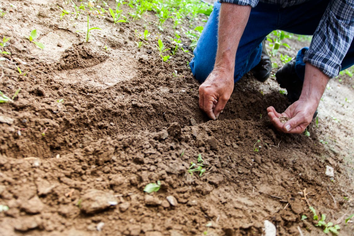 Curso de técnicas de jardinagem segue com inscrições abertas