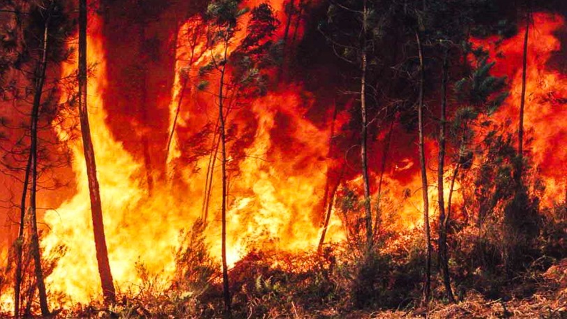 Defesa Civil de SP alerta para risco de incêndios em quase todo o território de SP