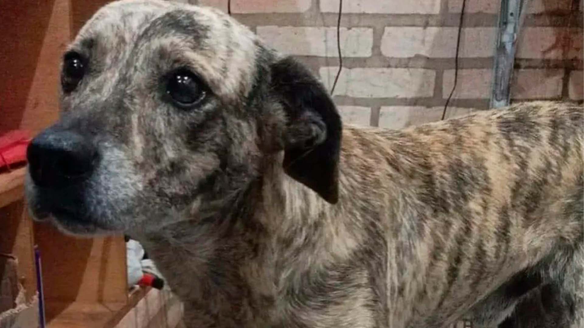 O Tigrinho nunca atacou ninguém, relata dono de bar