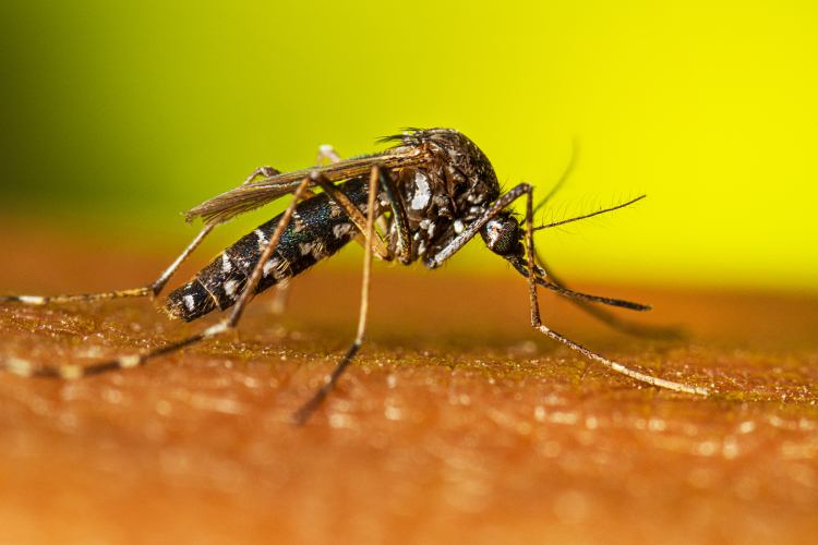 Aedes aegypti entenda como os vírus podem se adaptar a diferentes mosquitos