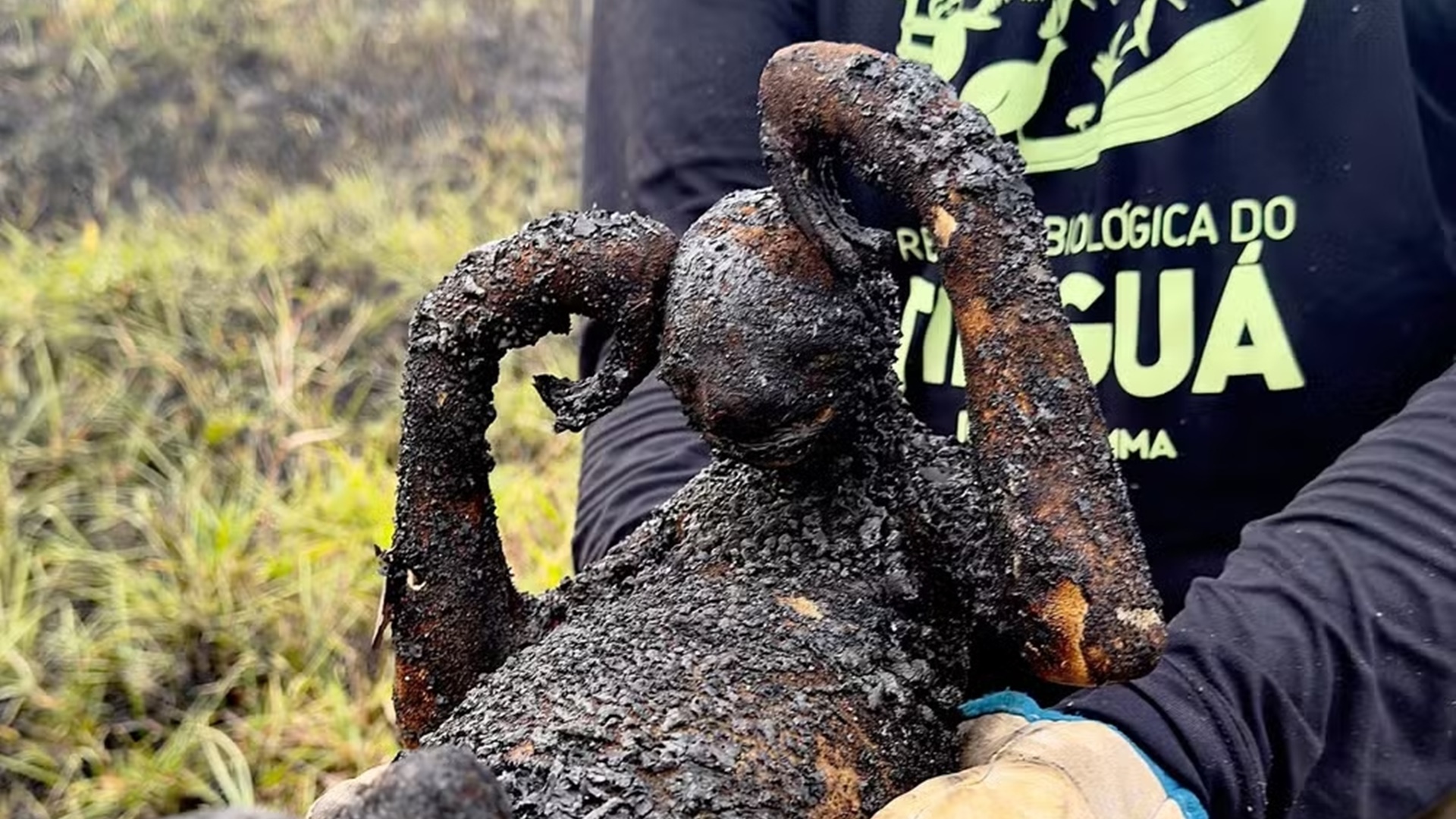 Bicho-preguiça é encontrado queimado em incêndio no RJ