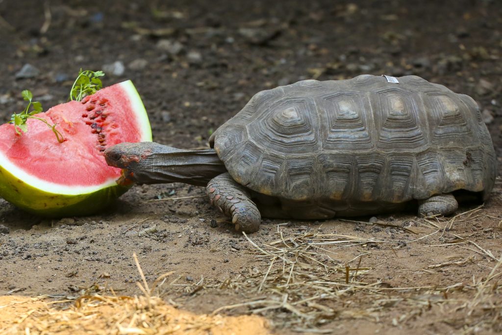 Cetras-tartaruga-calor-1024×683-1